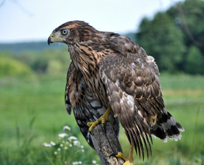 A young hawk drooping wings sitting on the trunk of an old tree
