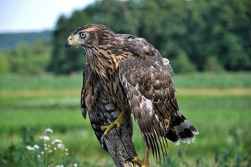 A young hawk drooping wings sitting on the trunk of an old tree
