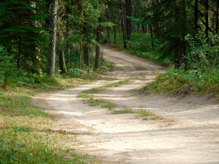 Windy road through a coniferous forest