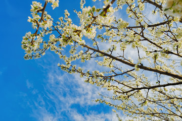 Spring blossoming, white spring flowers on a plum tree in the garden.