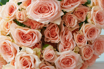 Natural background, pink roses, texture of pink roses for desktop, background. Beautiful and delicate roses