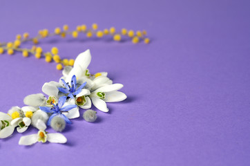 Round Frame of flowers snowdrops, mimosa and willows. Floral composition on violet background. Top view