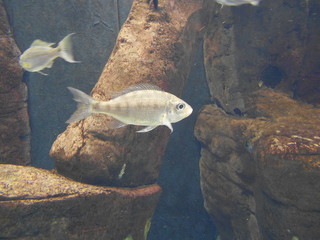 Biała ryba