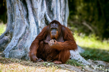 Huge red-haired orangutan sitting under a big tree