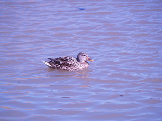 Duck on the pond