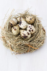 Naklejka na ściany i meble Quail eggs of birds nest. Easter composition.