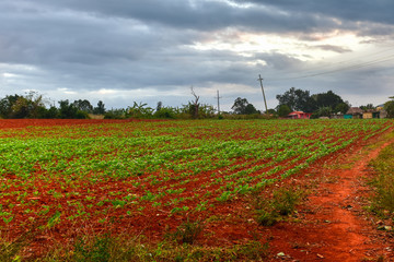 Tobacco Plantation - Vinales Valley, Cuba