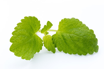 Fresh mint leaves isolated on white background. © gitusik