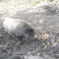 Dzik - dzika świnia © agatop