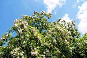 Fototapeta premium Branches of densely blossoming acacia
