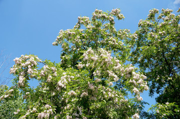 Branches of densely blossoming acacia