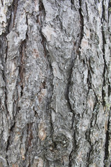 Bark 1