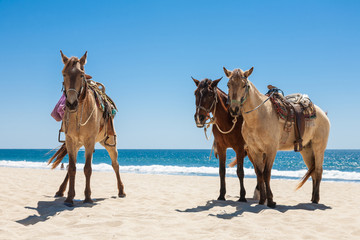 Three horses on a beach