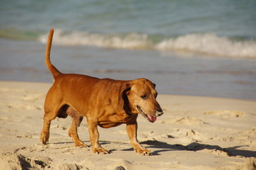 dog on the beach