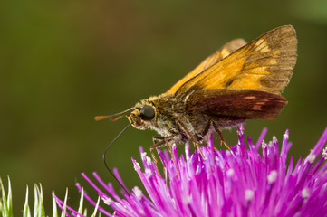 mariposa