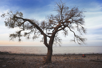 Sunset landscape view of a lonely tree at the sea coast. Ecological reserve Costanera Sur, Puerto Madero, Buenos Aires, Argentina