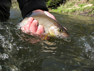 Grayling in the hand of an angler. Caught on a fly in a wild river