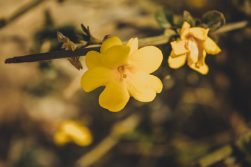 sunlight over yellow flower