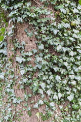 Ivy growing around tree trunk
