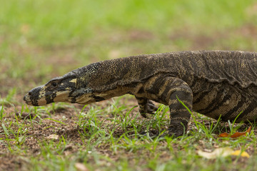 Australian Goanna