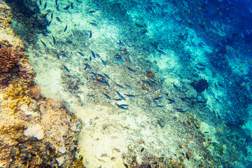 Coral reef and fish in tropical sea underwater