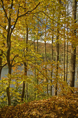 Obraz premium Autumn, Pisgah NF