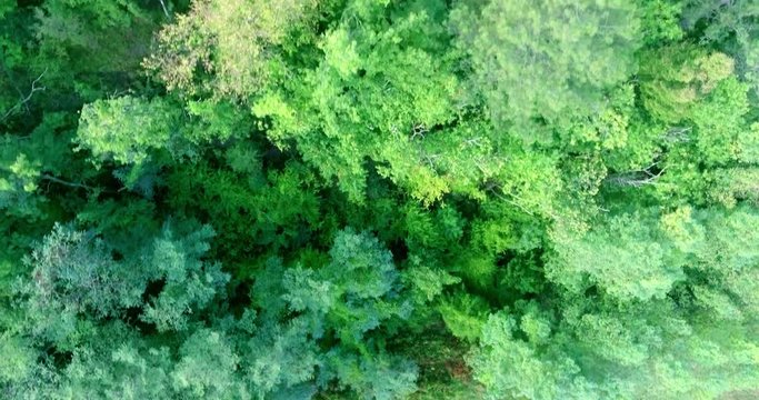 Aerial shot over a dense green forest on a summer sunny day. Fli