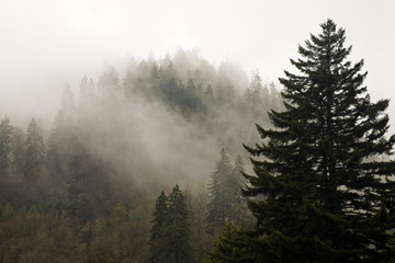 Evergreens, Autumn, Great Smoky Mountains NP