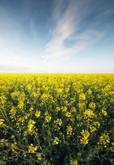 Obraz premium Flowers on the field. Agricultural landscape in the summer time