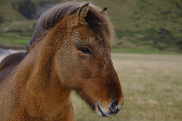 Naklejka na ściany i meble Icelandic pony at Vik, Iceland