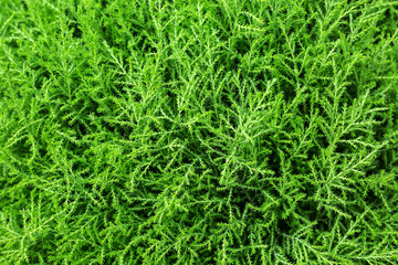 Small green bush branches