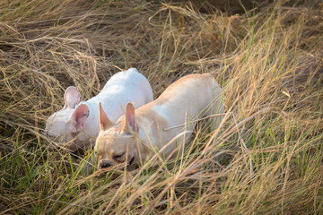 French bulldog playing in the field