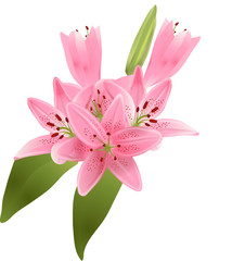 Vector illustration of bouquet of pink lilies