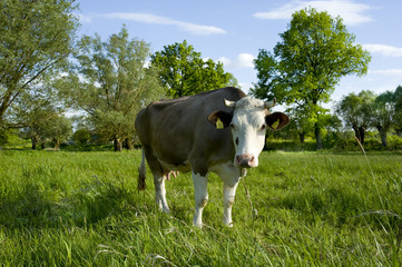 Spojrzenie © pioter