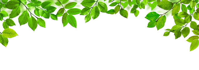 Grüne Blätter vor weißem Hintergrund
