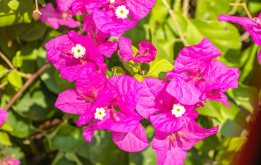 Bougainvillea flowers fuchsia