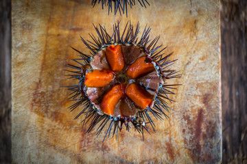 Fresh sea urchins