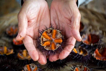 Gordijnen Fresh sea urchins © sabino.parente
