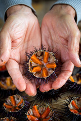Fresh sea urchins