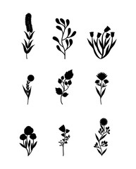 flowers and herbs over white background. vector illustration