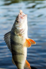fishing,fish perch in the hand of angler