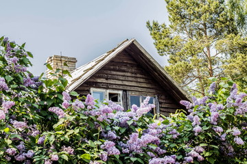 Fototapeta na wymiar Rural wooden house in the lilacs
