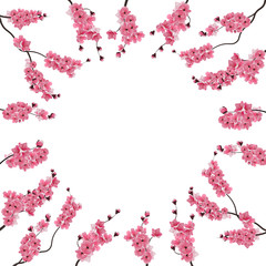 Branches with pink cherry blossoms. Buds. Sakura. Centered advertising space, text ads. Isolated on white background. illustration