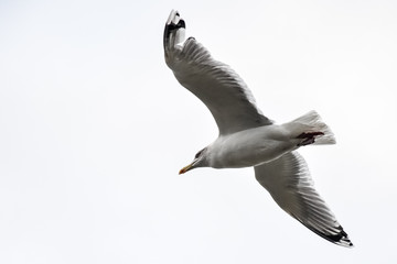 Closeup photo of white seagull in flight