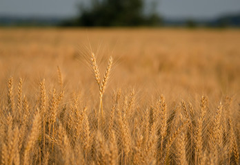 Wheat field with golden ears