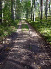 View of the forest road in the sunny day