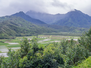 Hanalei Valley Taro fields on the Hawaiian island of Kauai. The Hanalei Valley has been an important agricultural site for as long as people have populated Kauai. 