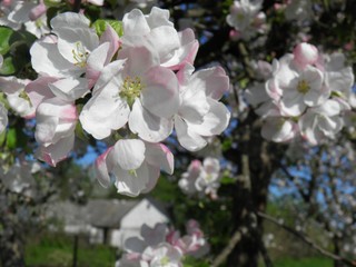 Apple-tree morning