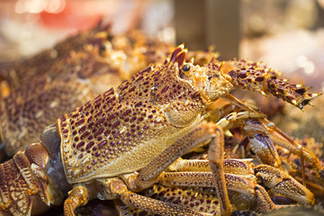 Lobster on fish market