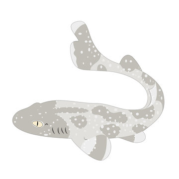 Natural cat shark vector illustration isolated on white